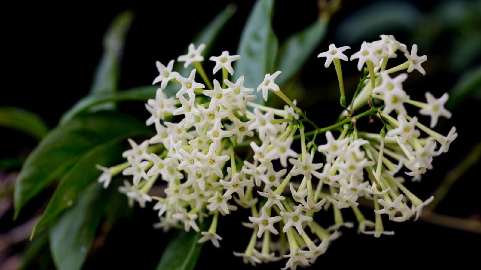 Night-Blooming Jasmine (Cestrum nocturnum)