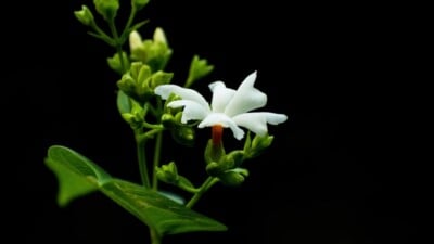 Night Flowering