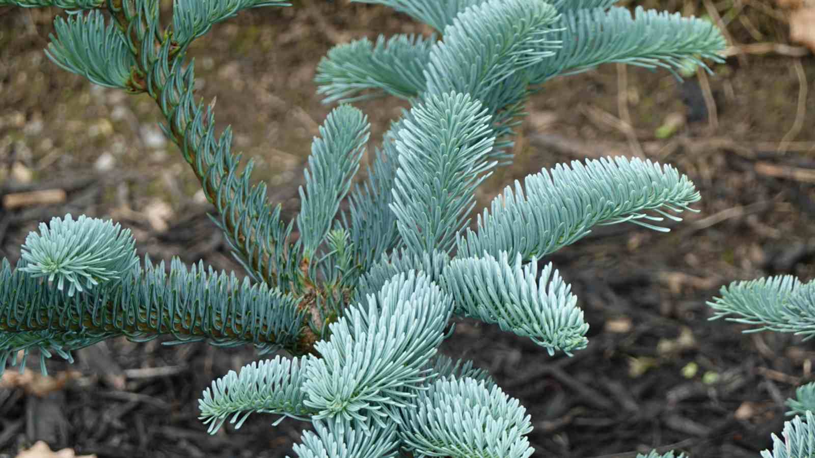 Noble Fir