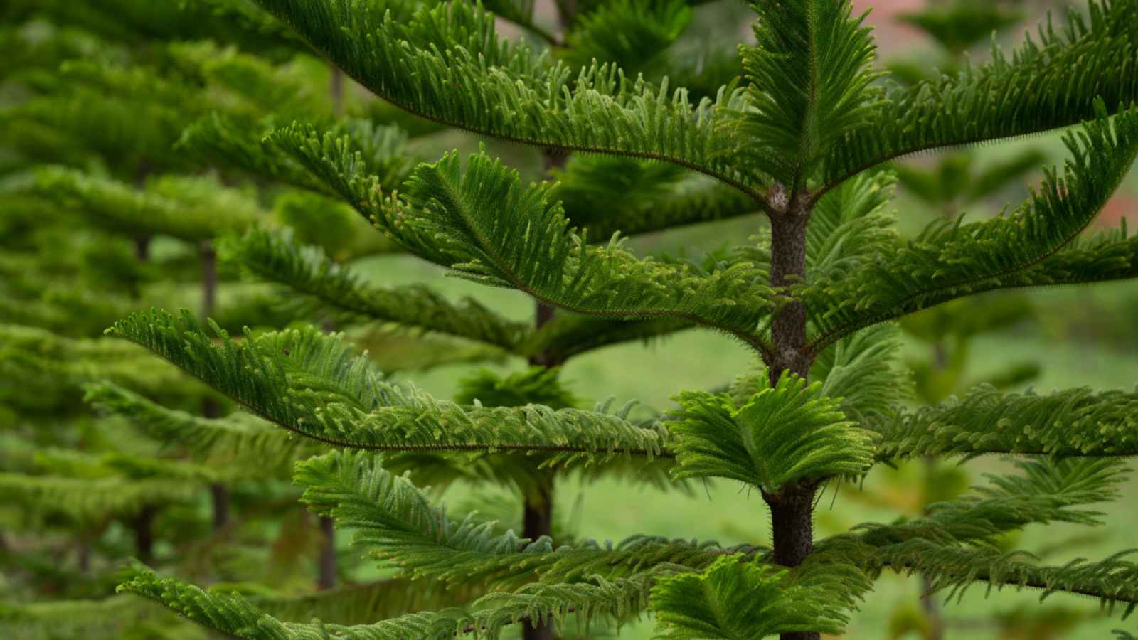 Norfolk Island Pine