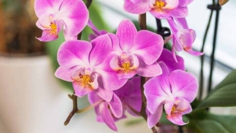 Purplish pink orchids grown indoors