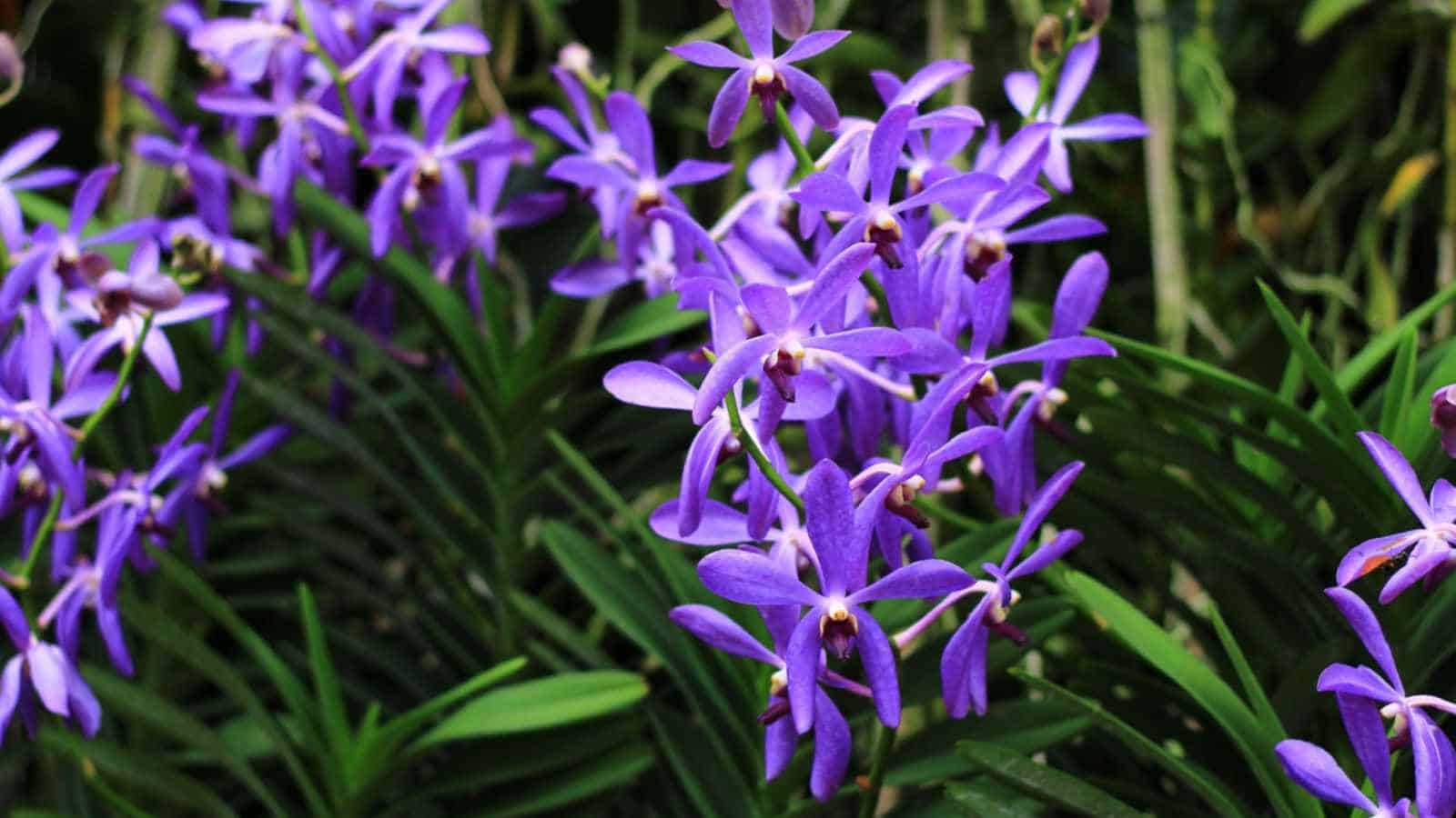Purple orchid flowers with green leaves