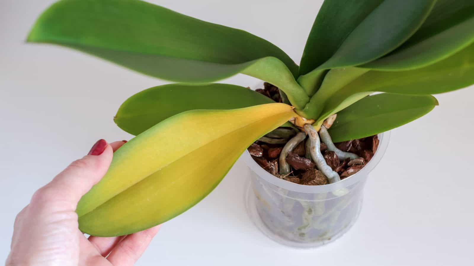 Yellowing leaves of orchids on a plastic container
