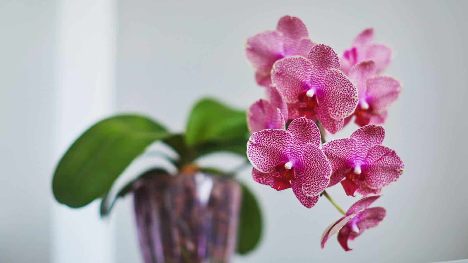 Orchid