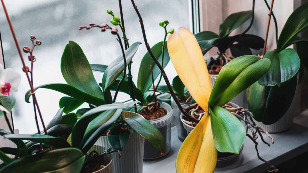 Orgidiee Mastering the Art of Growing Gorgeous Orchids Indoors