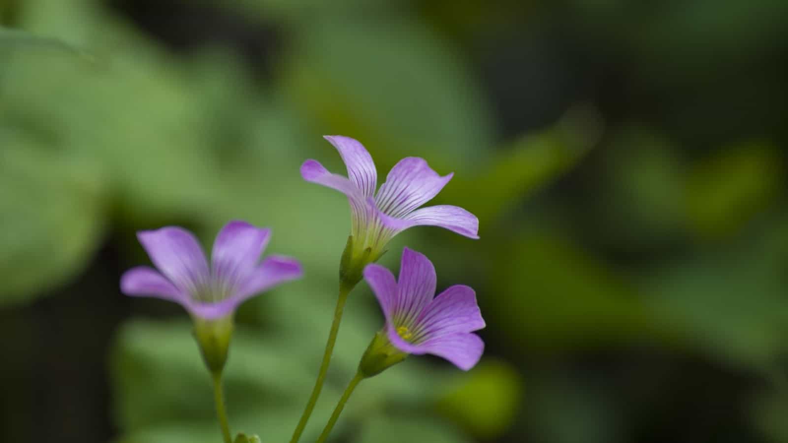 Purple oxalis flowers focus shot