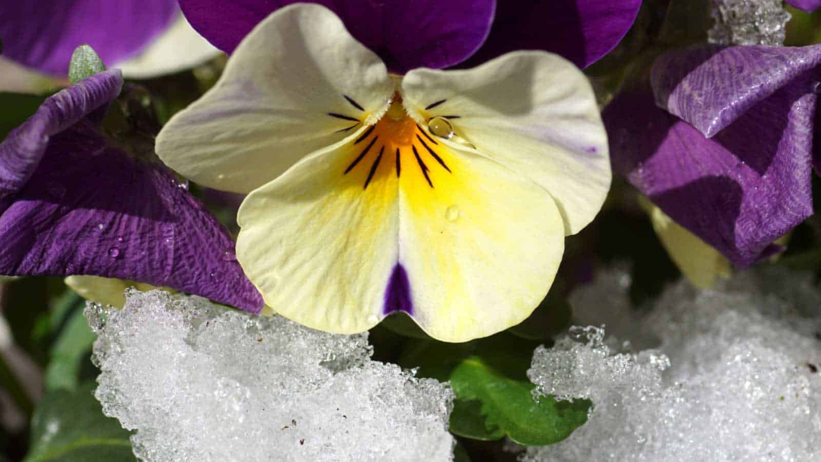 Pansies (Viola spp.)