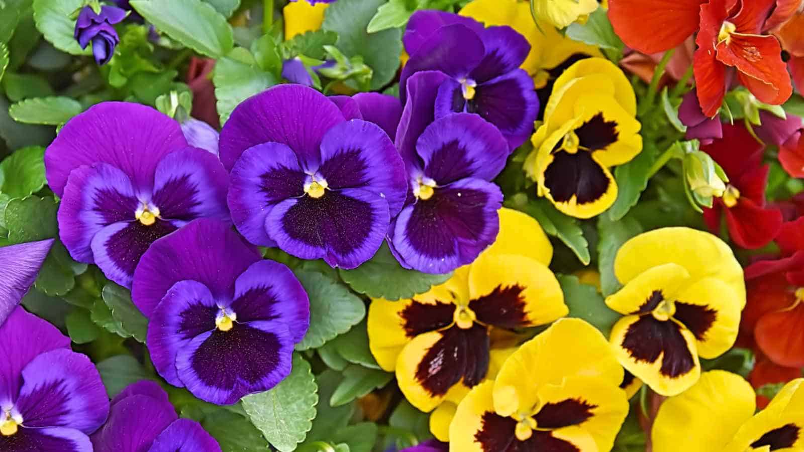 Pansies