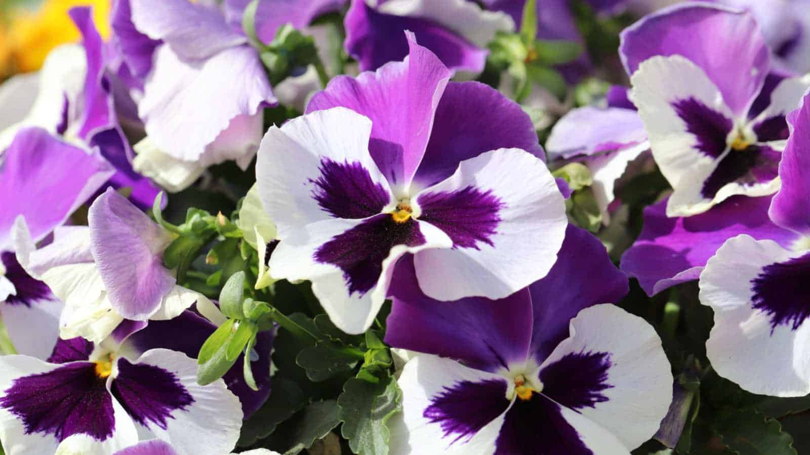 Pansy Flowers