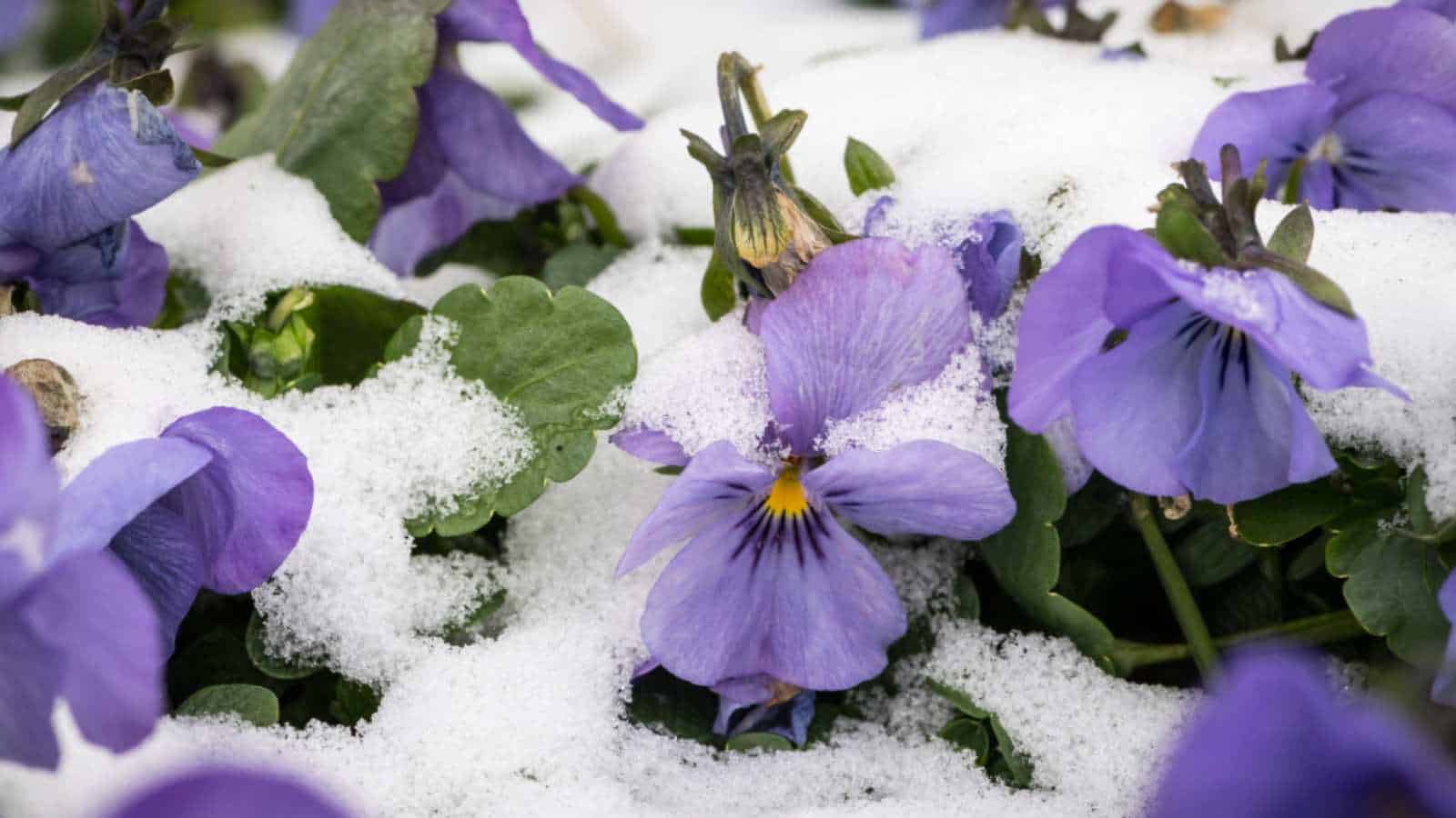 Pansy (Viola x wittrockiana)