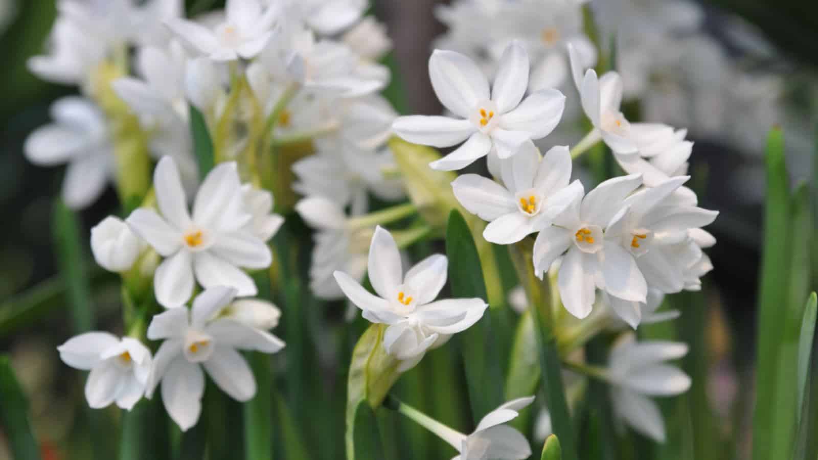 Paperwhites