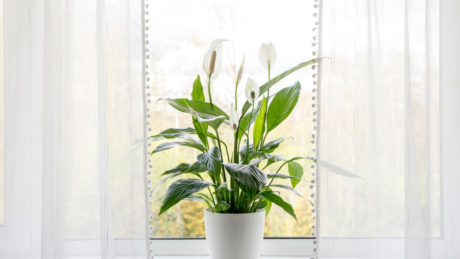 Peace Lily