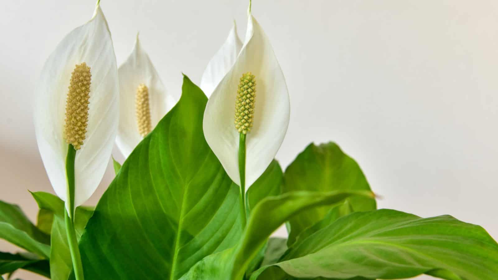 Peace Lily