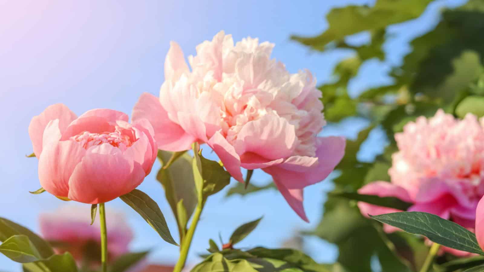 Peony