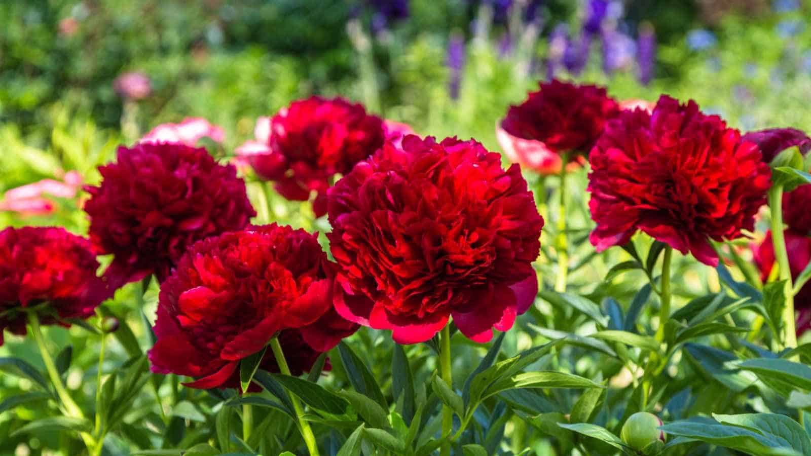 Red Peony (Paeonia spp.) flowers in the garden