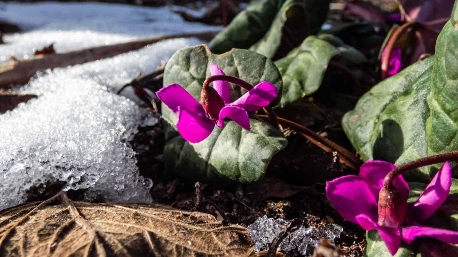 Persian Violet (Cyclamen coum)