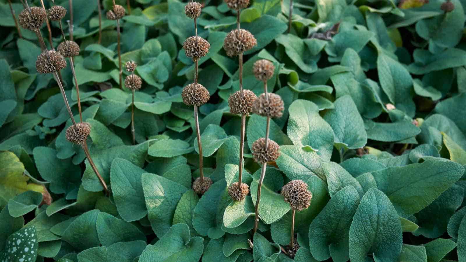 Phlomis Russelliana, Turkish Sage