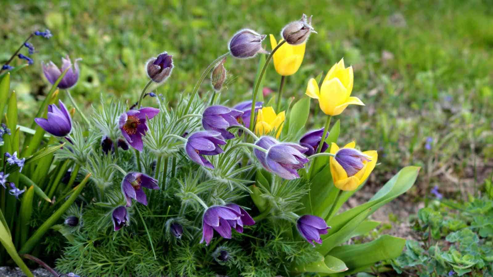 Plant easy-care perennials.