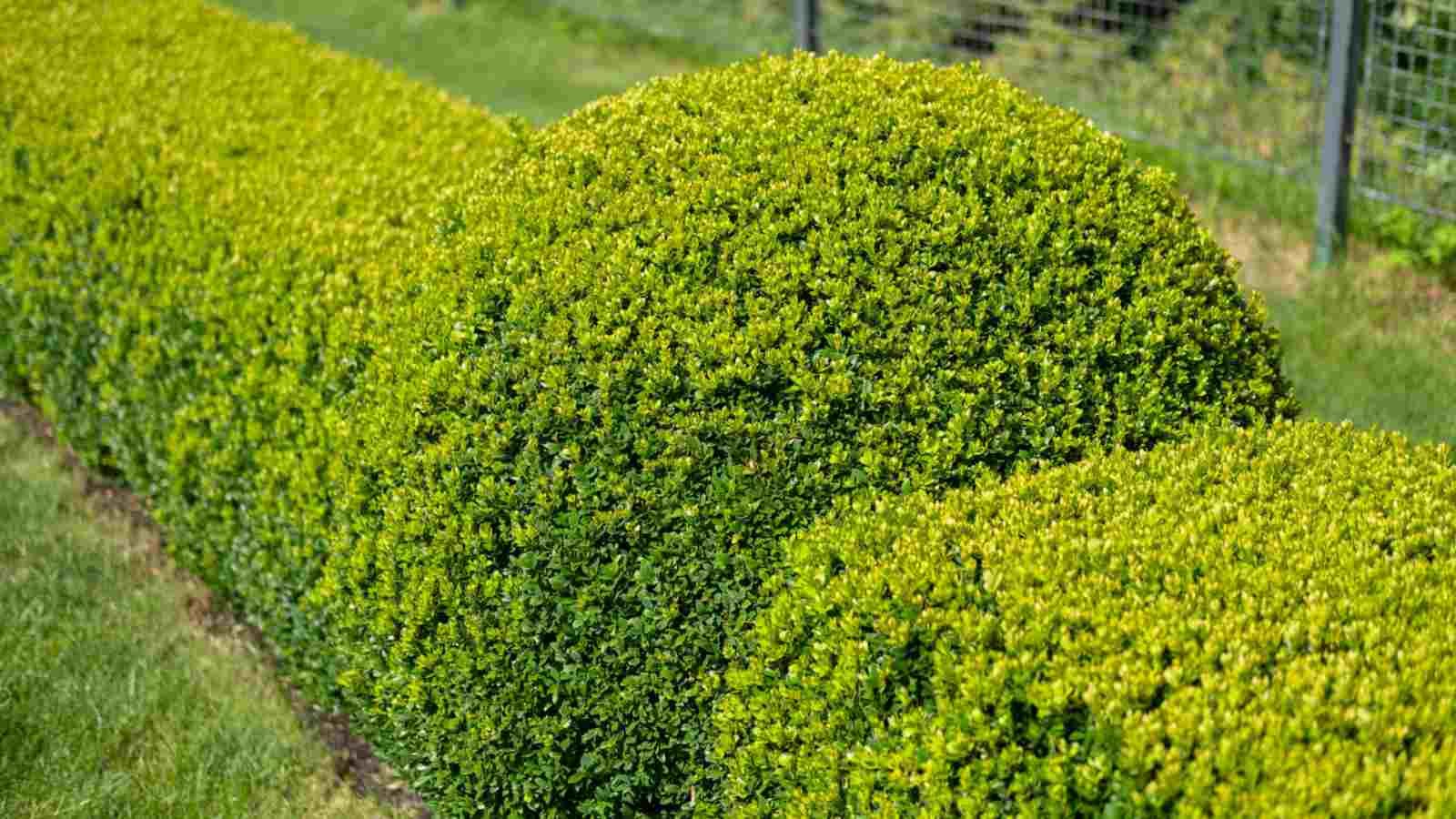 Plant evergreen trees, shrubs, and ground covers.