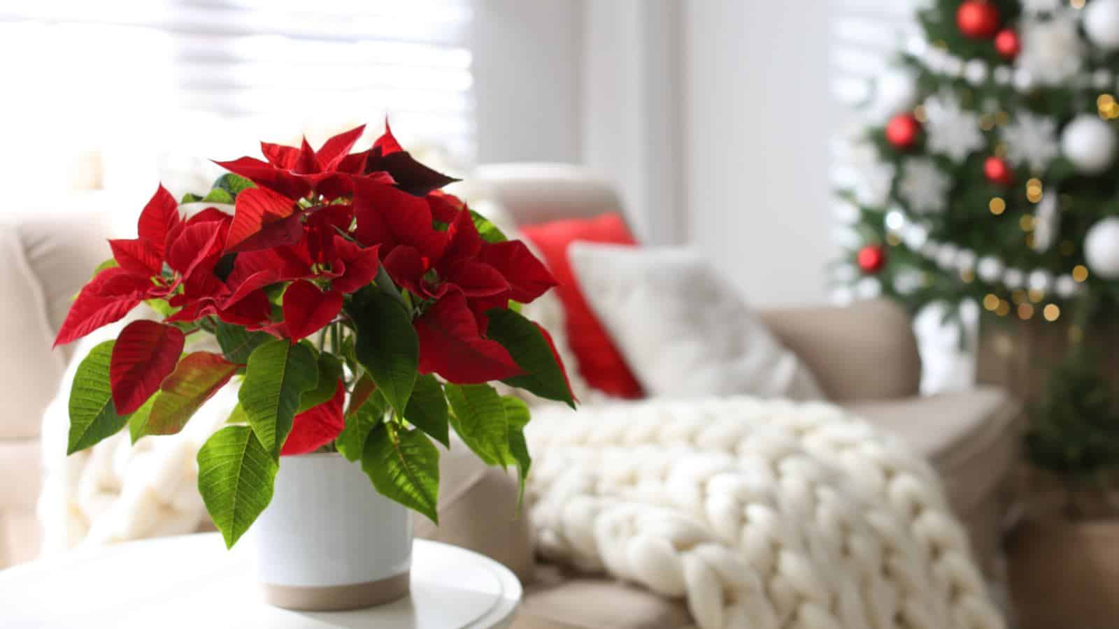 Poinsettia