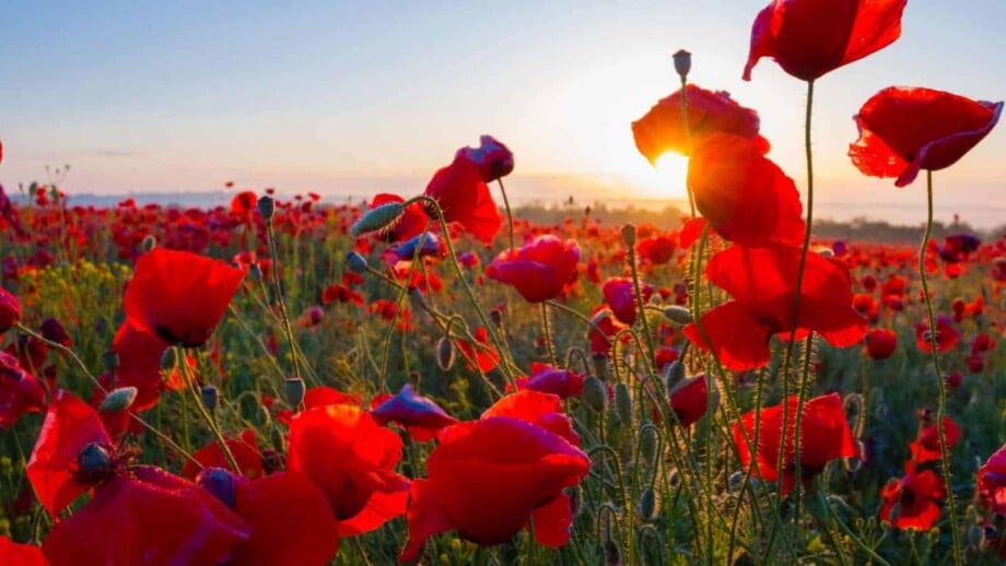Red Poppy (Papaver spp.) flowers in the garden