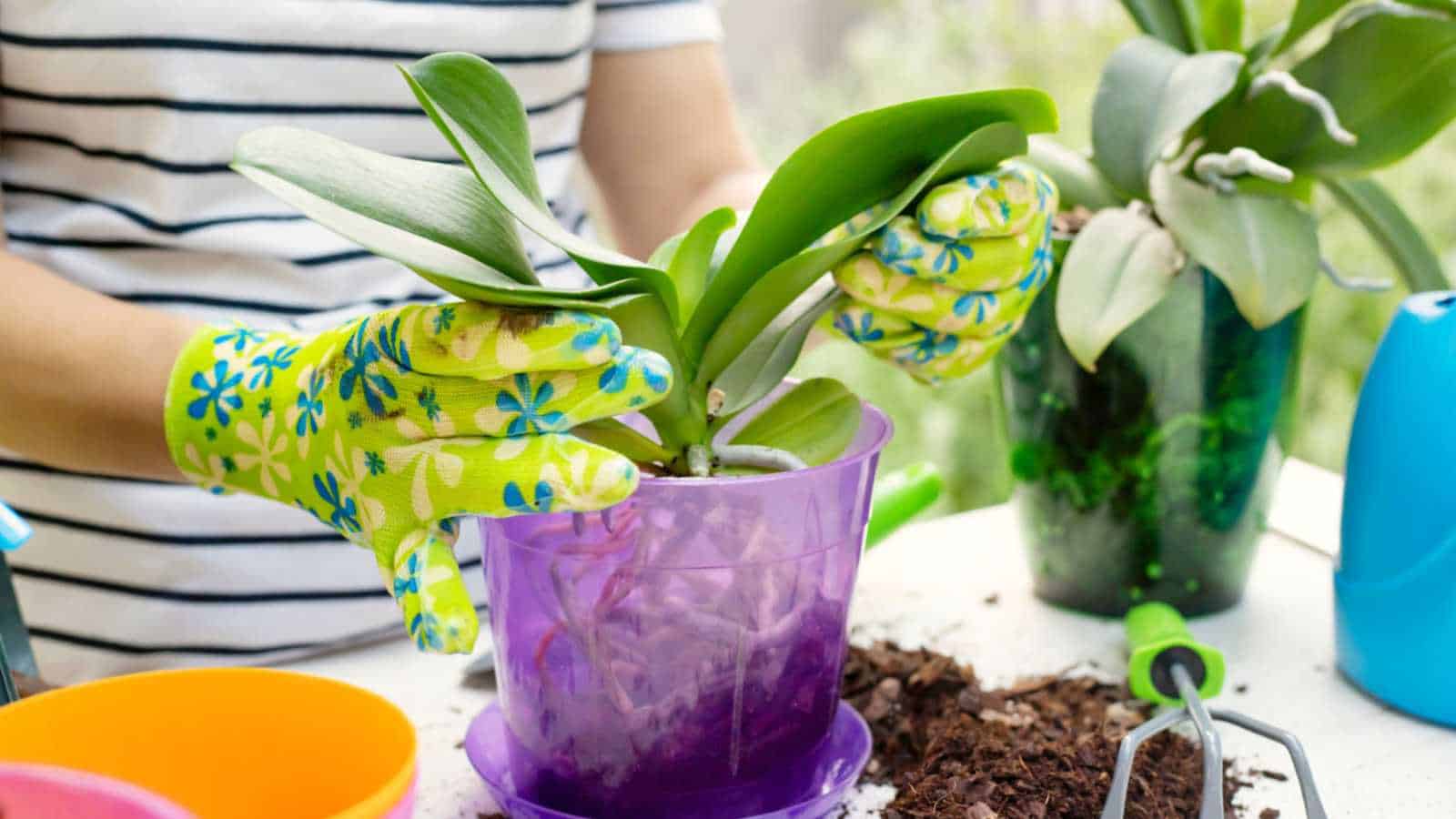 Gardener with floral gloves potting the orchids