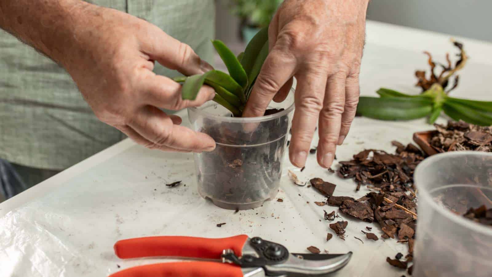 Prune and Repot at the Right Time