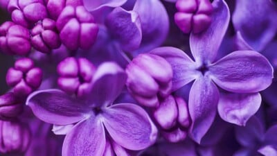 Purple lilac flowers with buds