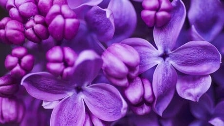 Purple lilac flowers with buds