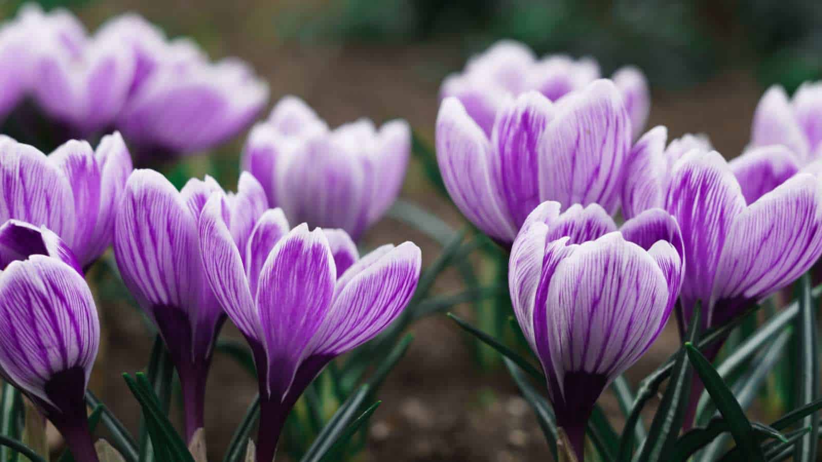 Purple flowers of crocus selective focus