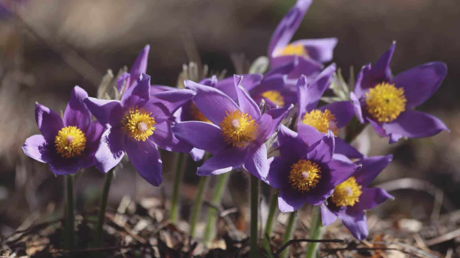 Purple pasqueflower purple flowers with yellow center