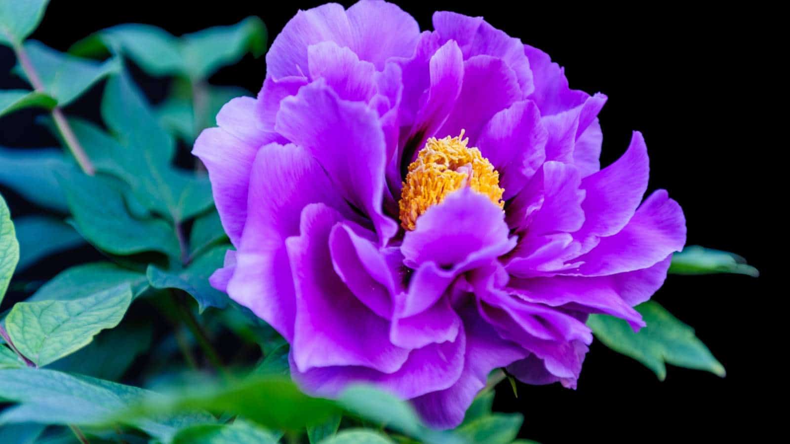 Closeup view of a purple peony flowers with a yellow center