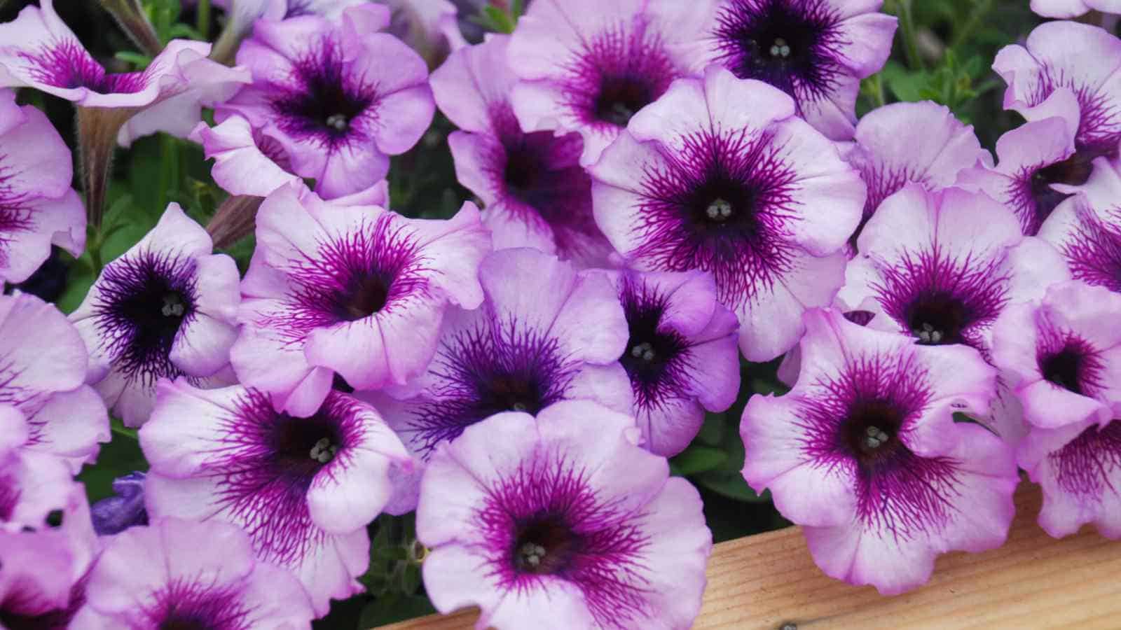 Purple petunia flowers in the garden