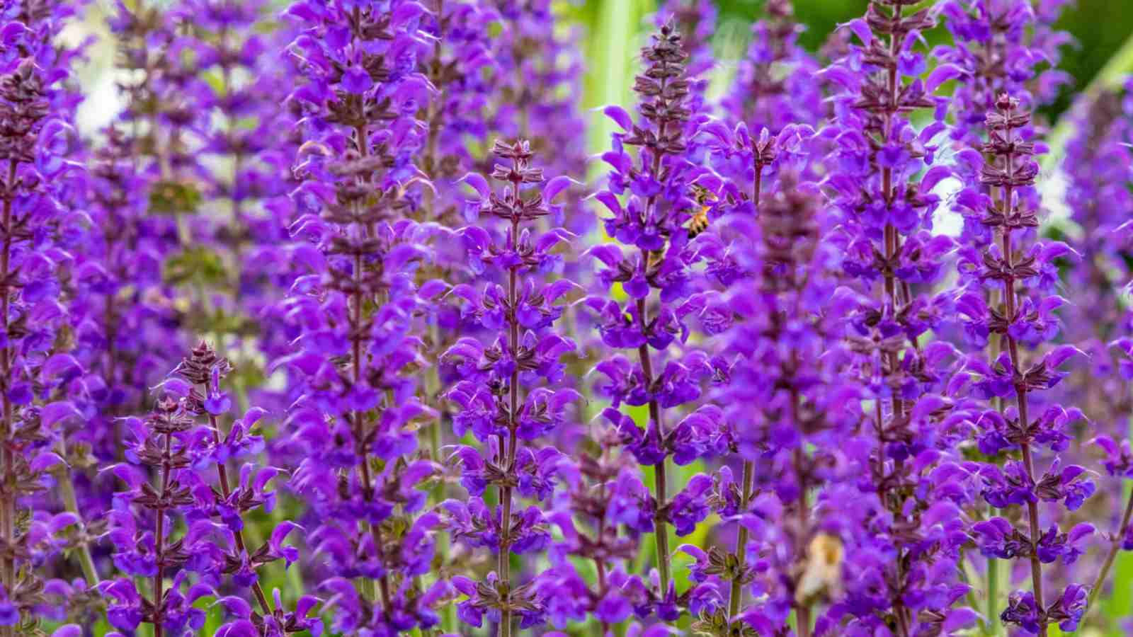 Close up shot of purple spikes of purple sage