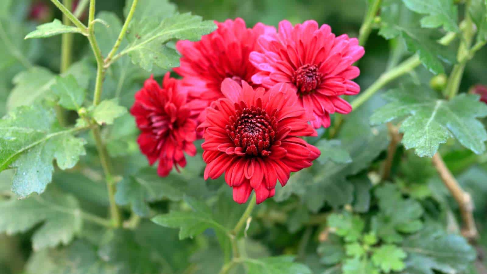 Red Alpine Aster (Aster alpinus) flowers with green leaves