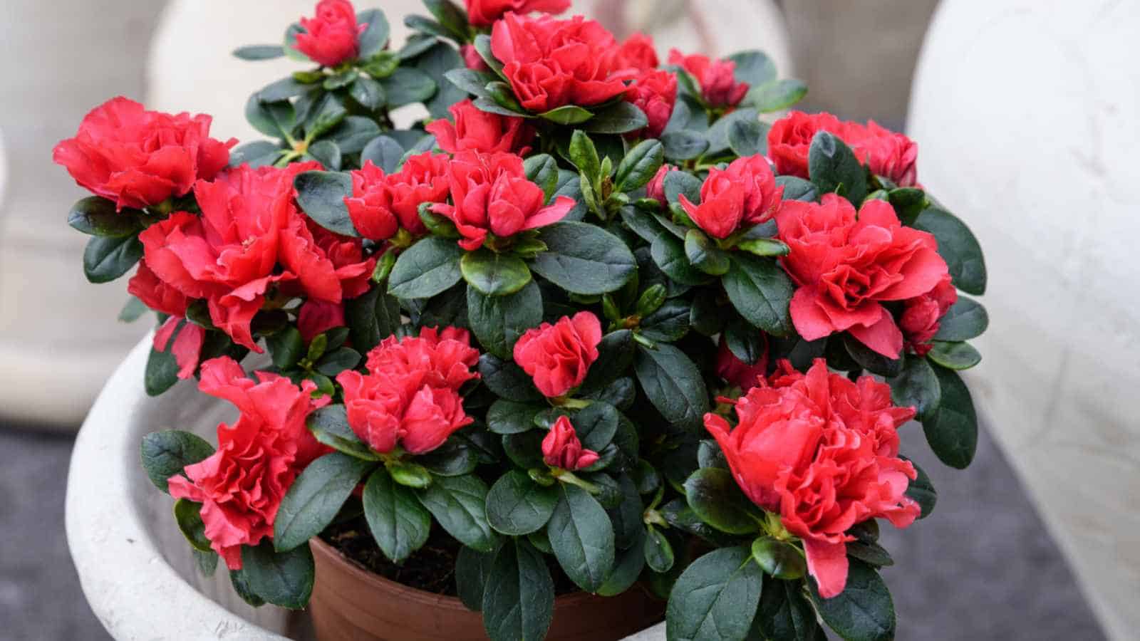 Red Azalea (Rhododendron spp.) flowers with dark-green leaves in a pot