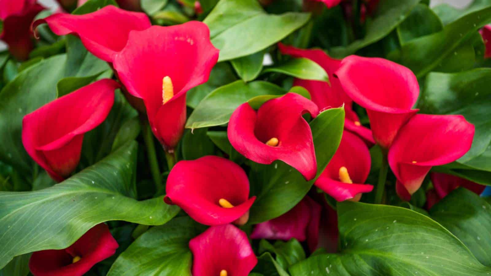 Red Calla Lily (Zantedeschia spp.) flowers with green leaves