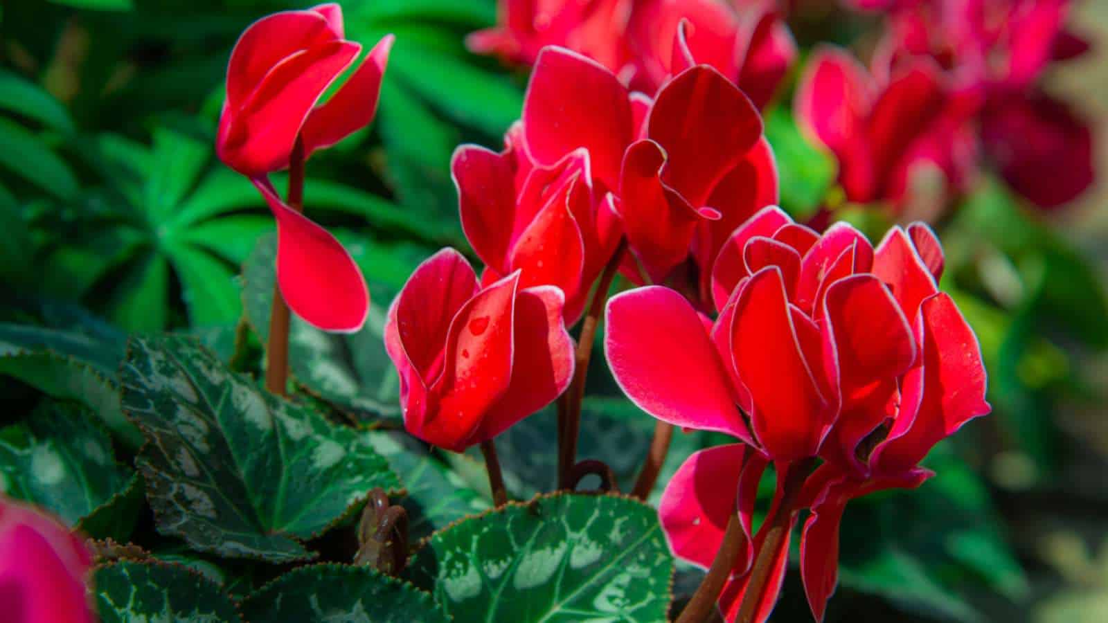 Closeup shot of Red Cyclamen (Cyclamen spp.) flowers with green leaves