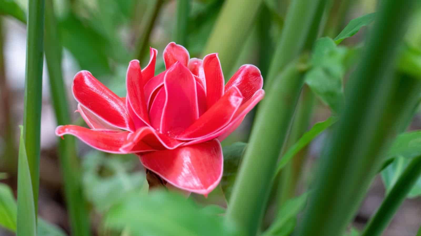 Red Ginger Lily
