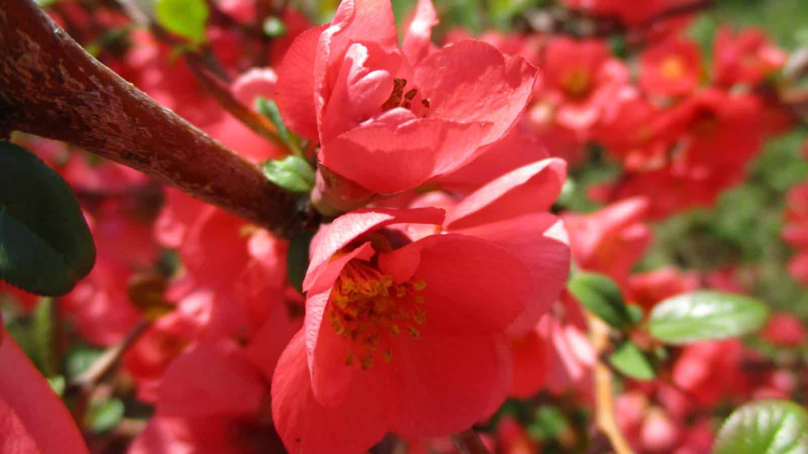 Red Hellebore (Helleborus spp.) flowers closeup view