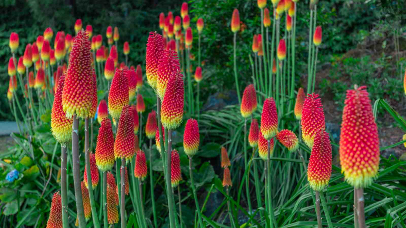 Red Hot Poker (Kniphofia spp.) flowers