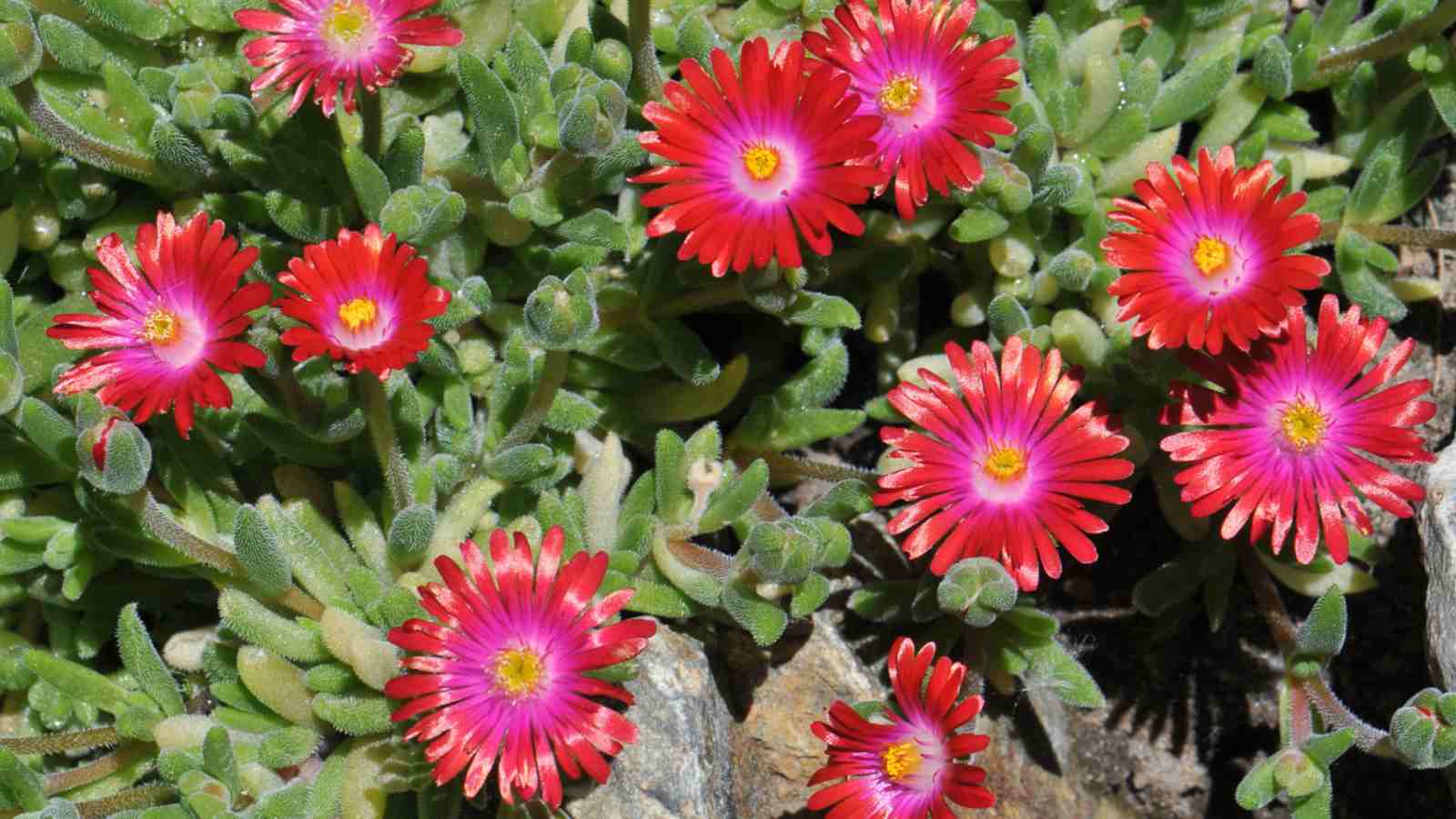Red Ice Plant (Delosperma spp.) flowers