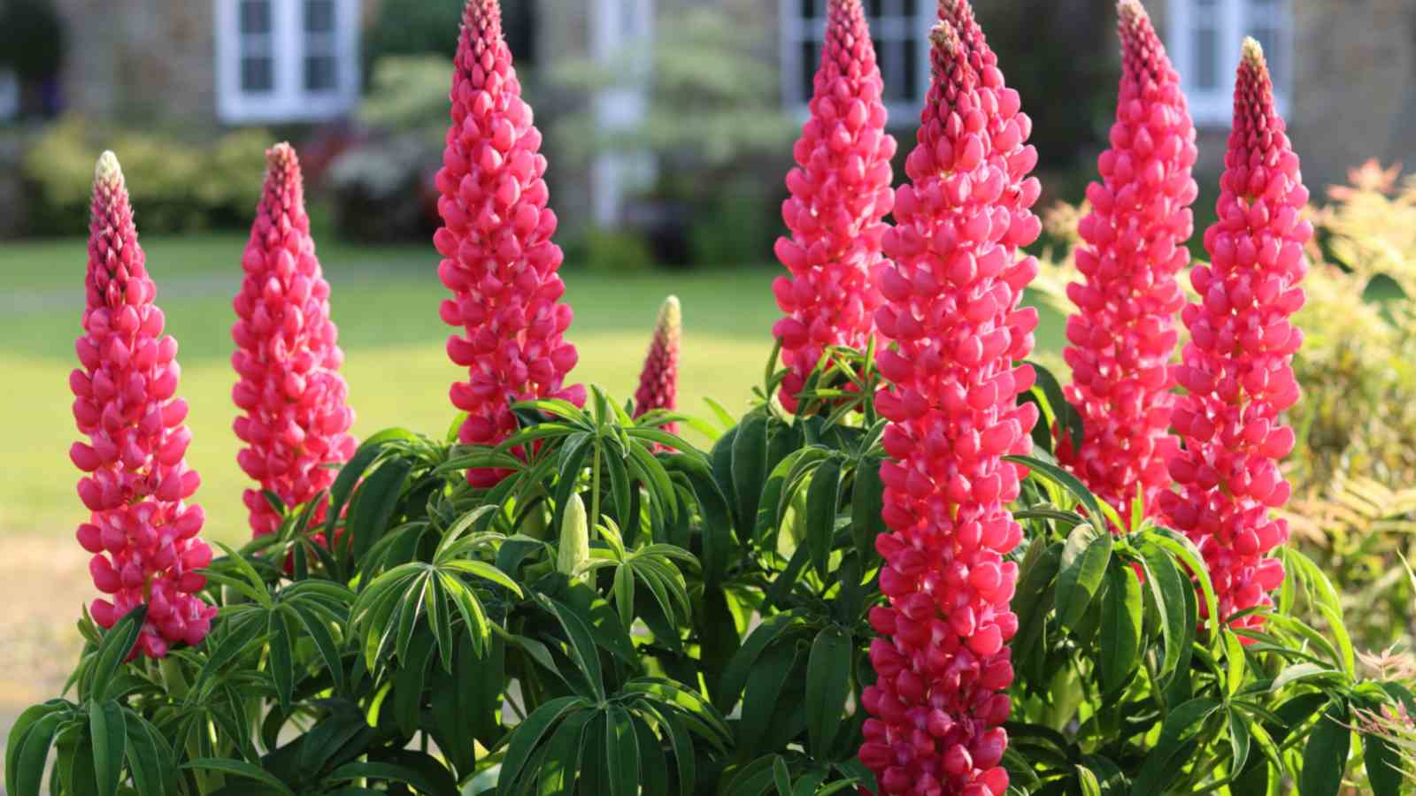 Red Lupine (Lupinus spp.) flowers with green leaves in the garden