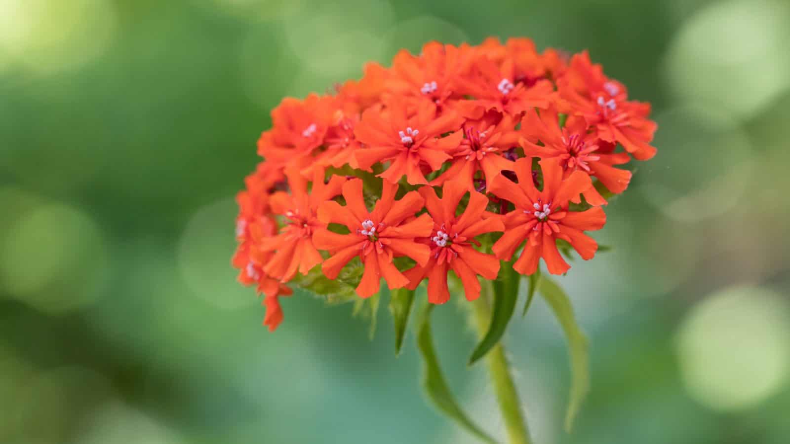 Red Maltese Cross (Lychnis chalcedonica) flower selective focus