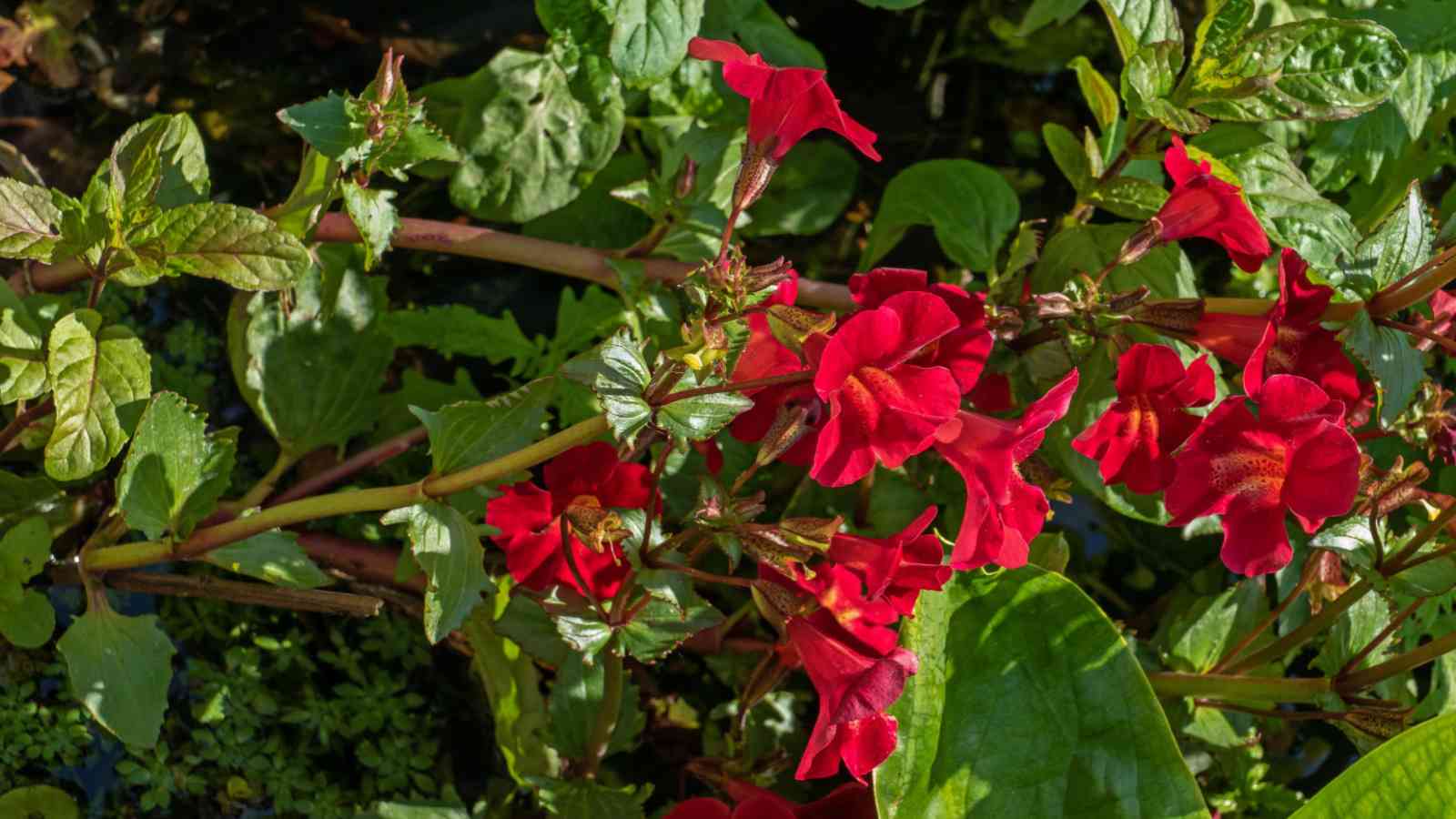 Red Monkey Flowers (Mimulus spp.) with green leaves