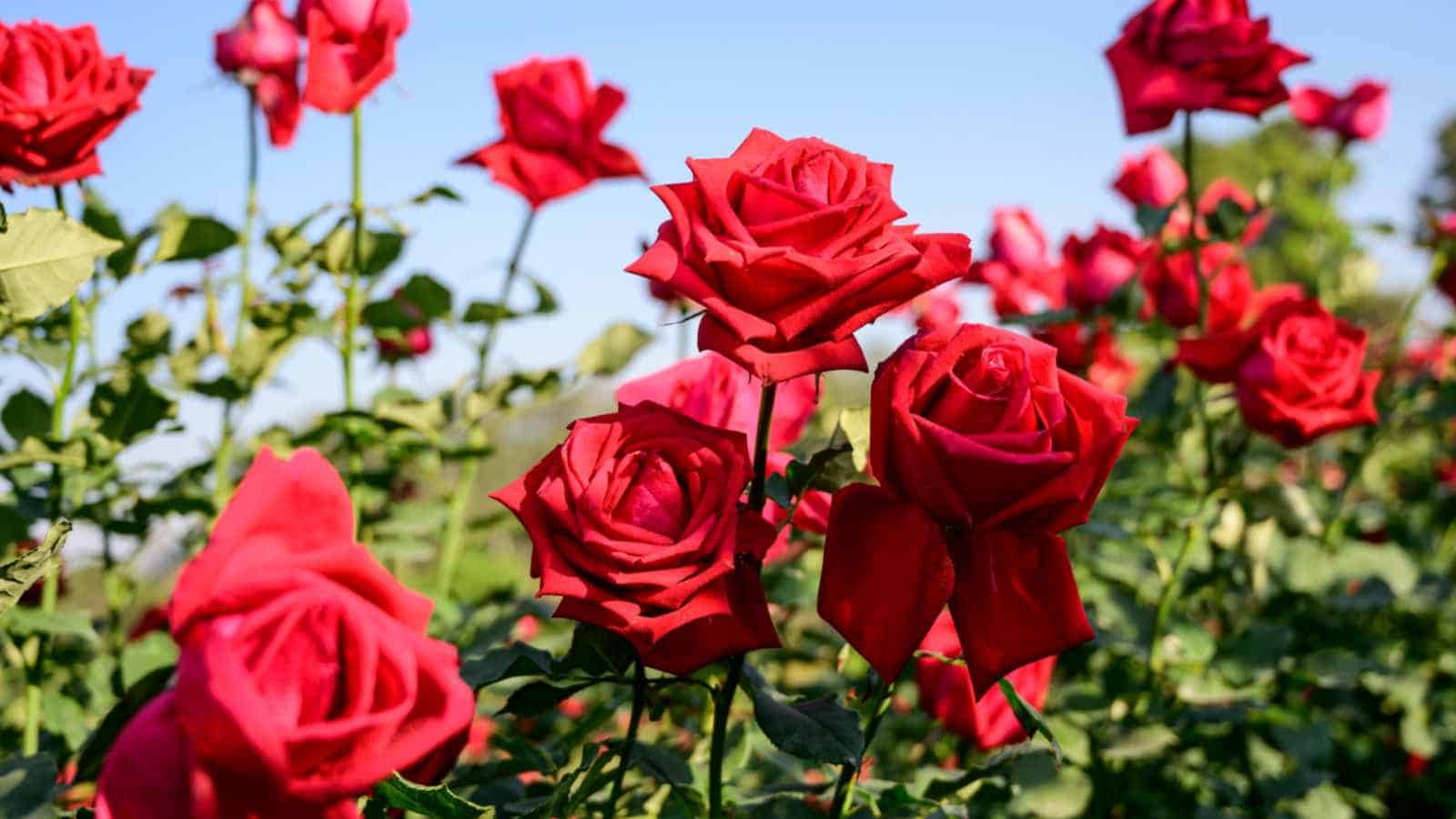 Red Roses (Rosa spp.) in the garden under the blue sky