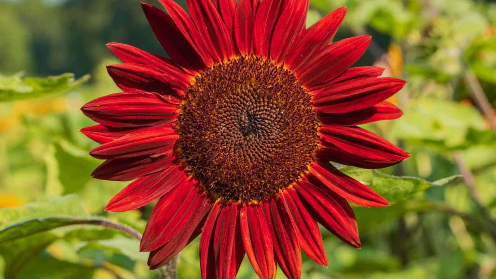 Red Sunflower (Helianthus spp.) closeup view