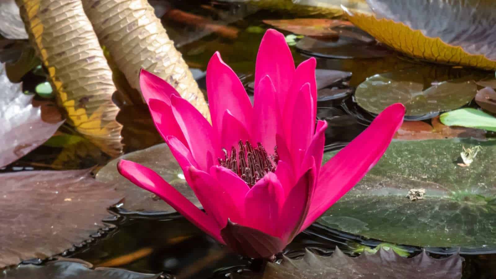 Red Water Lily (Nymphaea spp.) flower in freshwater