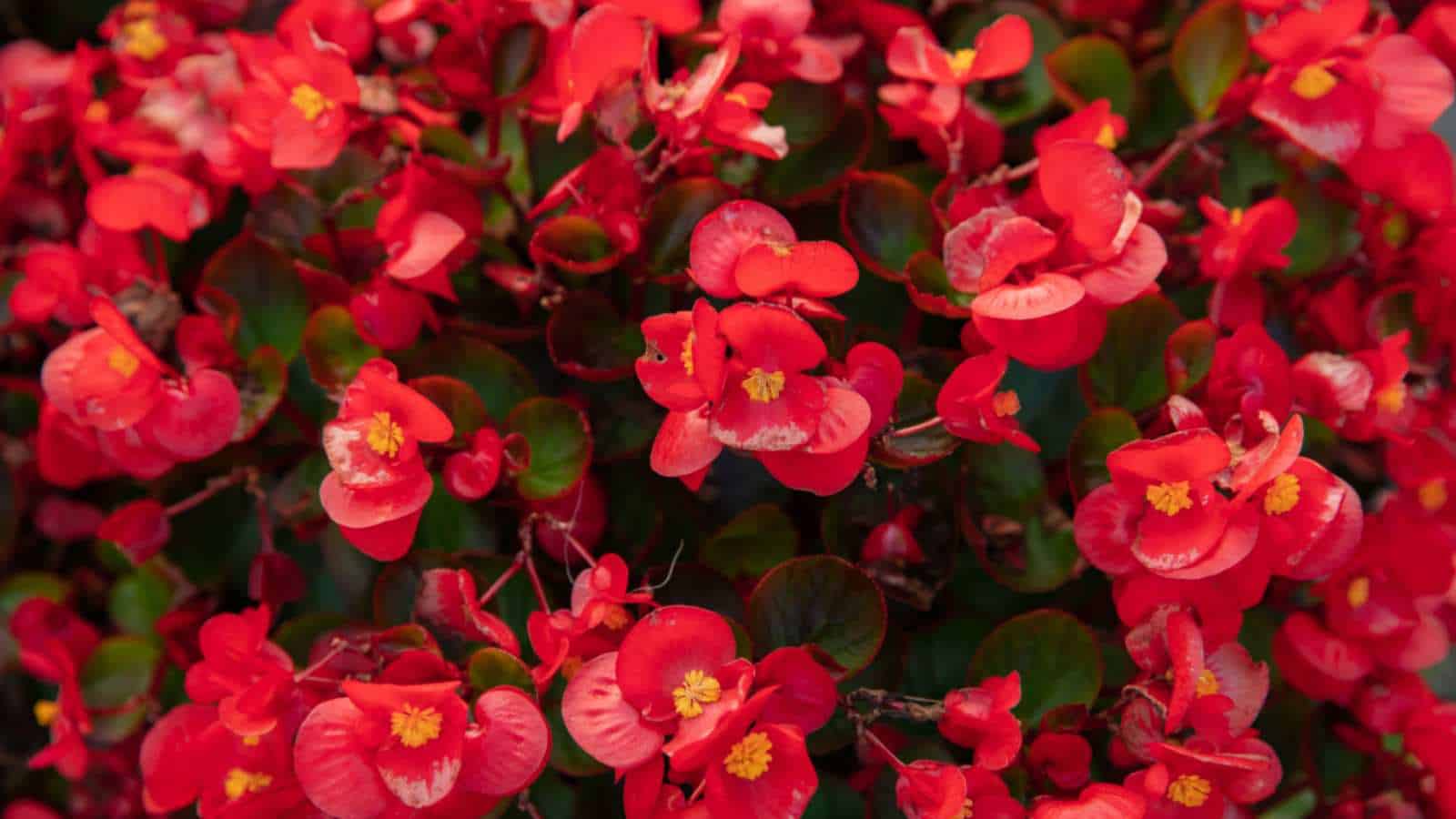 Red Wax Begonia (Begonia semperflorens) flowers