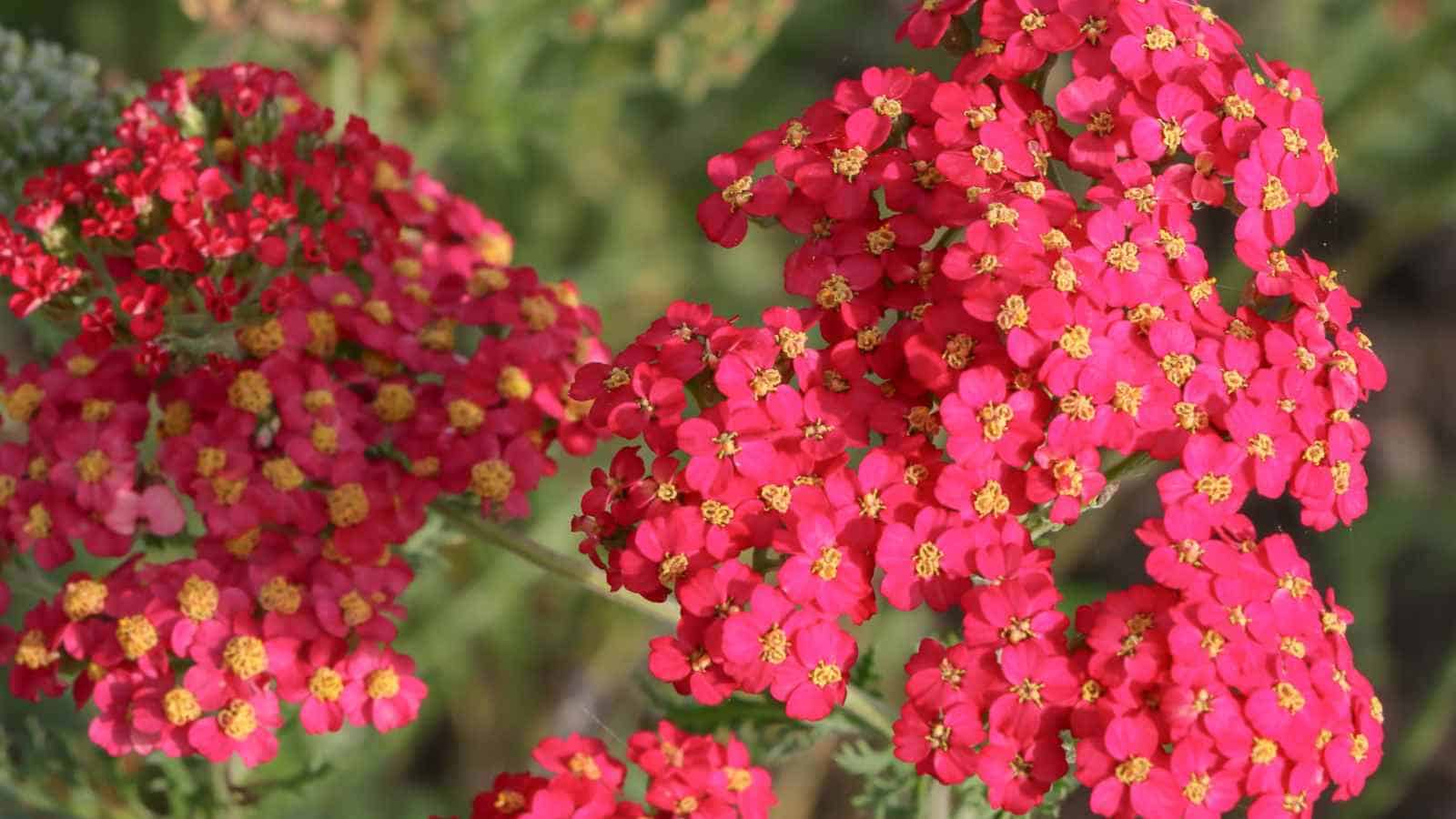 Closeup shot of Red Yarrow (Achillea millefolium) flowers